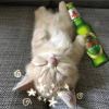 The Cat____* 