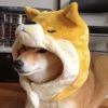         白给!