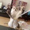 言巳