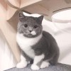 雪落下的声音