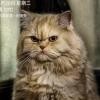 TuotuoCat