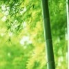 新阿哲