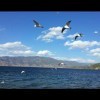 叶海