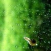 烧焦的魚