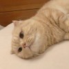 Tori~酱
