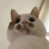 婆罗树下的猪
