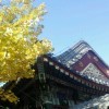 季鹏