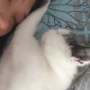 干饭人香香