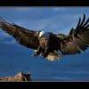 Pampas.eagle ……