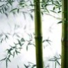 拓荒者