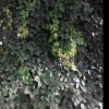 茉莉花开