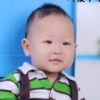 绿色橄榄树