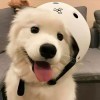 xiaowu