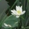 青莲