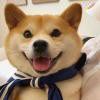 焦糖布丁