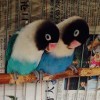 绿树村边合