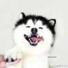 像梦一样自由