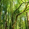 雨田