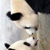 鲁珀特之泪