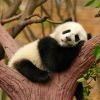 不良人