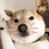JYZJP_957