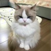 张起灵