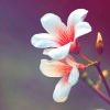 花音